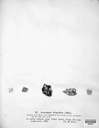 Image of Glypholecia scabra